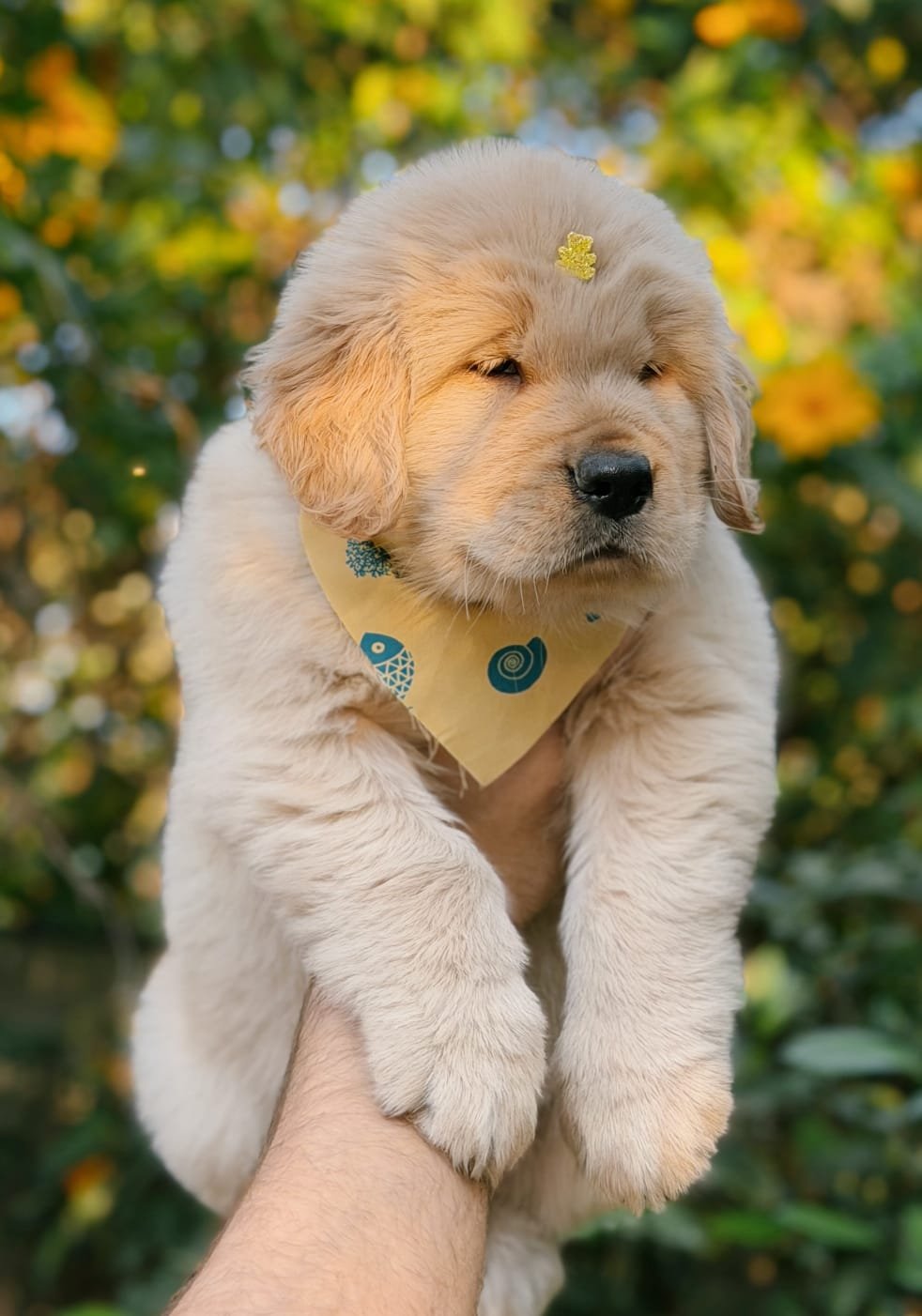 Filhote macho de Golden Retriever