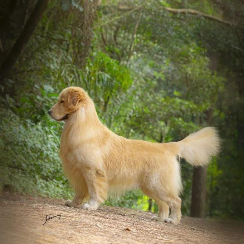 Golden Retriever adulto do Canil Effect Golden